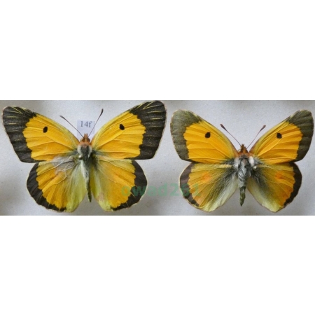 Colias croceus (Geoffroy, 1785) 2xmale Szlaczkoń sylwetnik Croatia14f